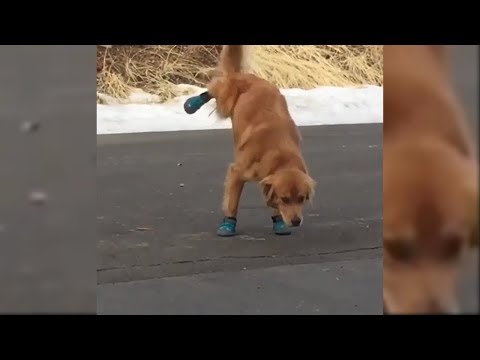 Doggo doesn't like his new shoes ??