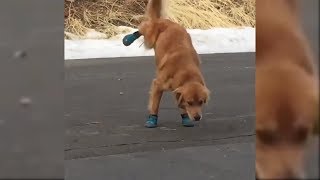 Doggo doesn't like his new shoes 😂😂