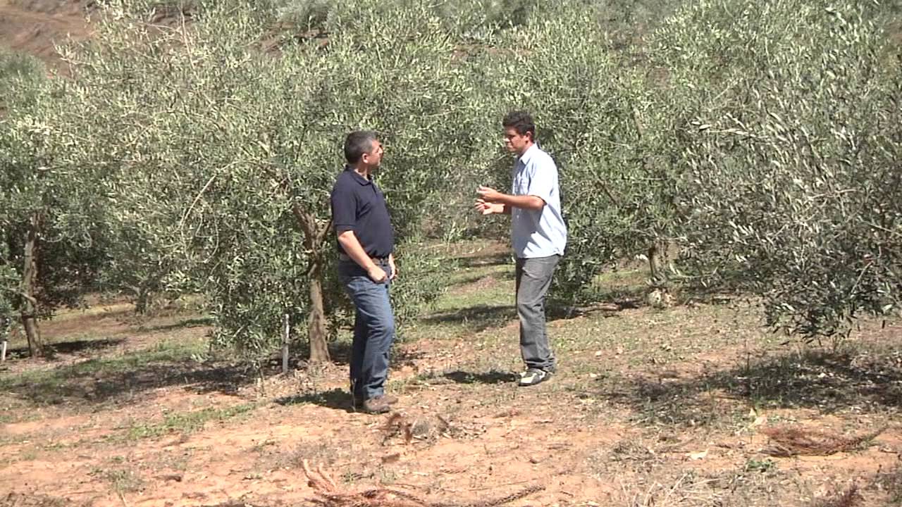 Agricultura Familiar 7 - Cultivo de azeitonas e produção de azeite em Maria da Fé