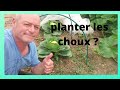 Comment planter les choux et viter les chenilles 