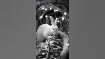 😭 sad video cute baby #rabbit and mom daddy said#shortsviral #shorts