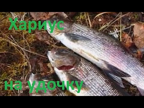Запрет на ловлю хариуса красноярский край Запрет на ловлю хариуса красноярский край