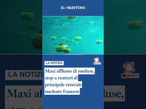 Video Maxi afflusso di meduse, stop a reattori di principale centrale nucleare francese