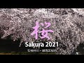 2021 練馬区桜台・石神井川の桜 Sakura Shakujii River