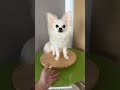 愛犬の分身ちゃんをお迎えしてみませんか？ポッカリ空いた心の穴を少しずつ塞いでくれます。#わたわたペット #ペットロス #癒し #会いたい