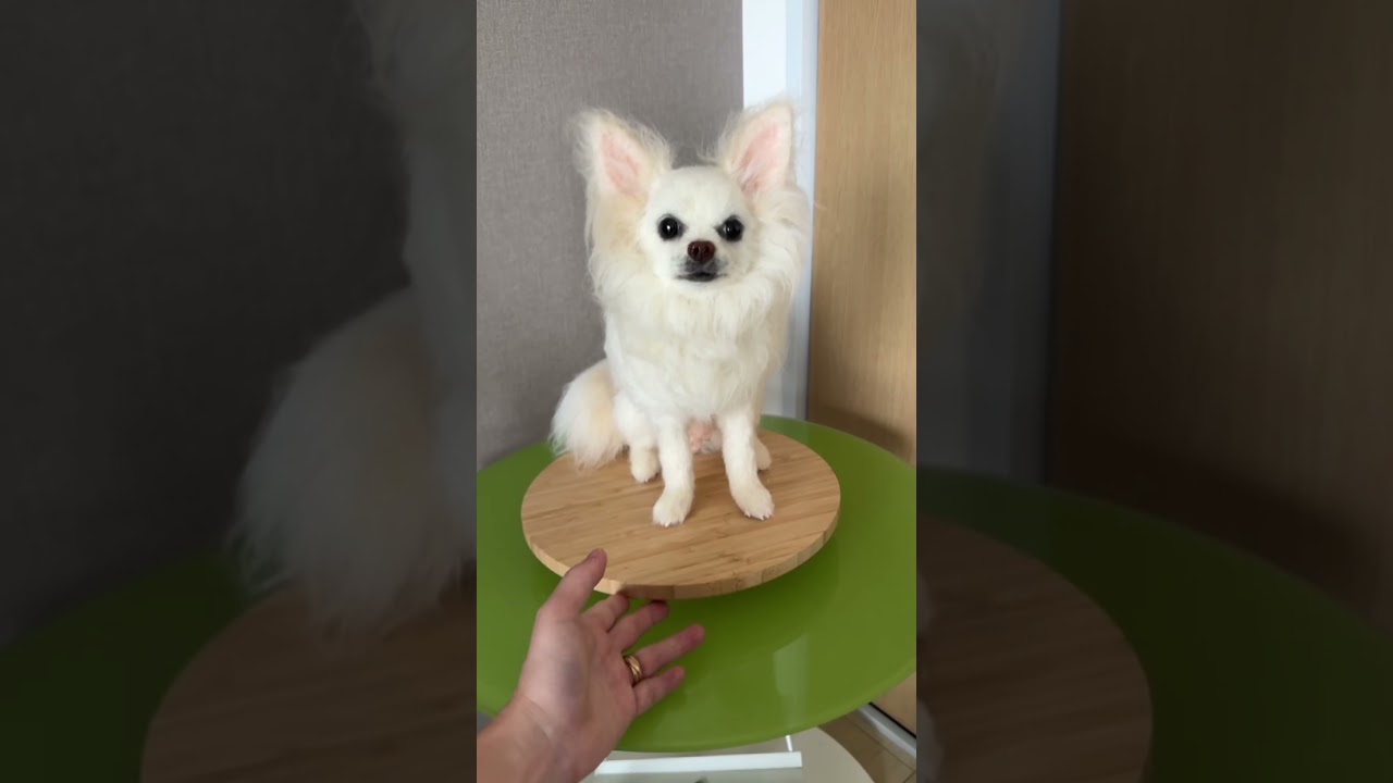 愛犬の分身ちゃんをお迎えしてみませんか？ポッカリ空いた心の穴を少しずつ塞いでくれます。#わたわたペット #ペットロス #癒し #会いたい