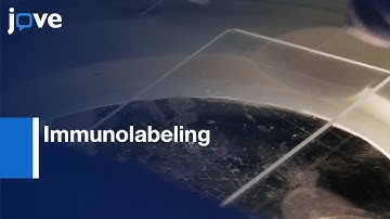 Immunolabeling to Analyze Microtubules in Embryo | Protocol Preview