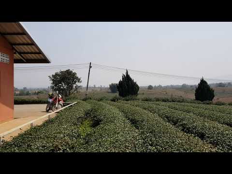 Choui Fong Tea Plantation, Mae Salong, Chiang Rai