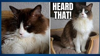 My Cat Pretended to Be Deaf Until I Said One Word