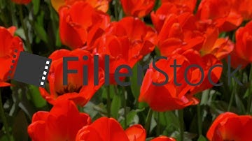 Beautiful red tulips