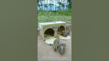 Simple quick quail trap - Easy bird trap #shorts  #create #traps