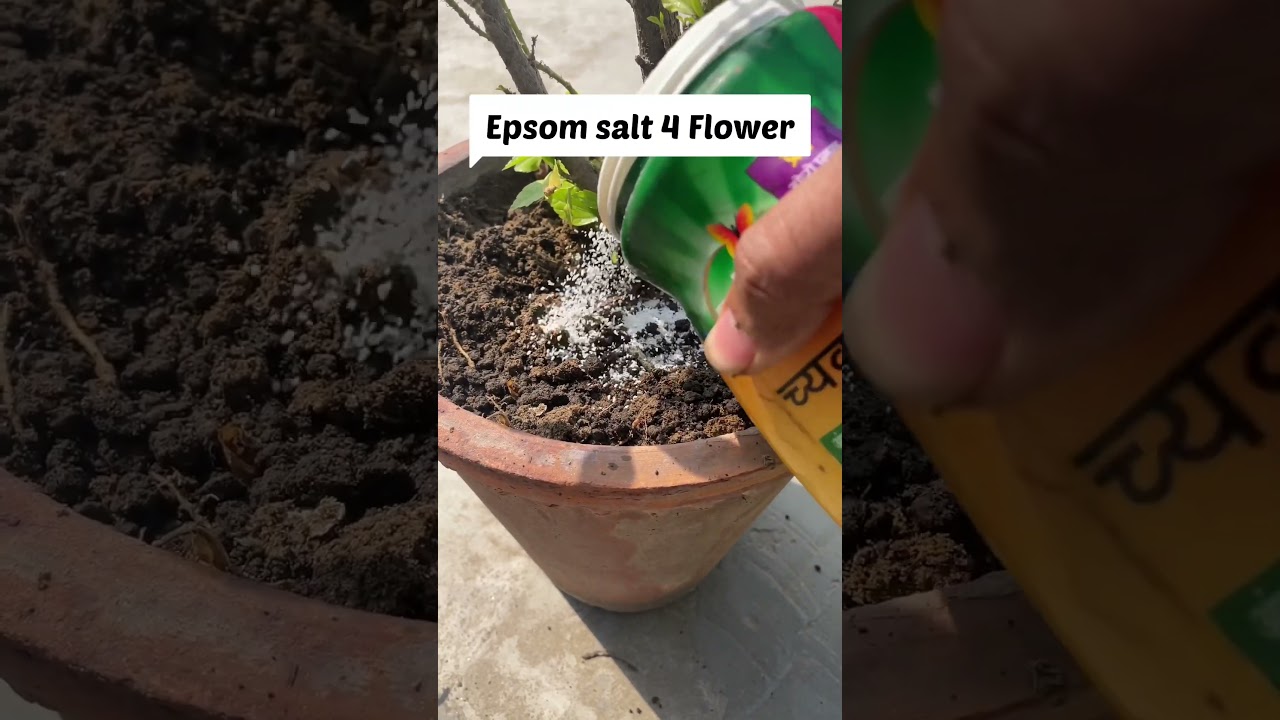 Hibiscus the Summer Flowering 🪴 Care #hibiscus #best #care