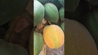 Our First Papaya Harvest time...so excited ❣️ Thankyou God for Everything 🙏🙏