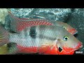 ALL About Firemouth Cichlids