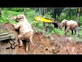 Wild elephant salute to jcb  a trilling momentnewsglobe tv