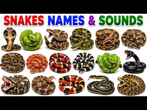 Snakes Names for Kids L0903| Fun Snake Facts & Learning | Preschool  & Educational Wildlife Video
