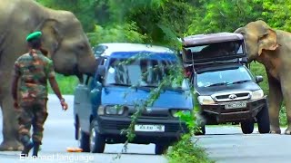 HeartPounding Escapes |  Wild Elephant Attack To  SRI LANKAN ARMY VAN