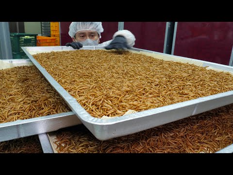 이건 단백질 깡패입니다! 미국에 수출하는 미래식량 식용밀웜 ,식용곤충 / Future Food Edible Insect, Mealworm / Korean Food Factory