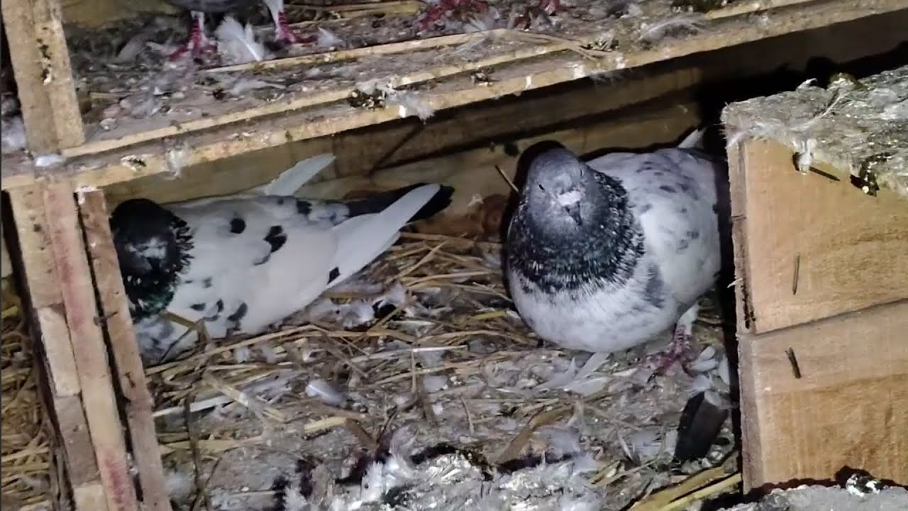 Kalsira kabootar phir se anda 🥚kara diya