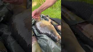 Tom with a stunner from the syndicate 😍😍 #trending #fishing #viral #shorts #youtubeshorts #fyp