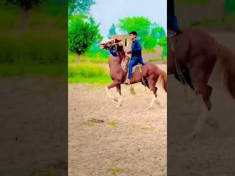 Hrose Dance Horse Lovers horse walking sound effectHorse reading trainingHorse Racing Hrose Dance