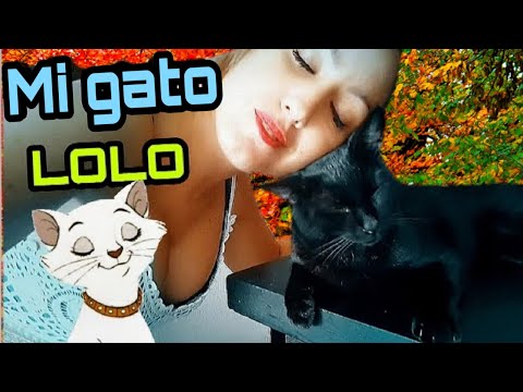 Asmr | HOUSE TOUR Y ADOPCION DE MI GATO LOLO