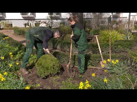 landschaftsgärtner,-ein-tag-als-praktikantin:-aufgabe-buchsbaum-pflanzen