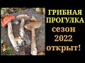 Грибная прогулка.Сезон 2022 открыт