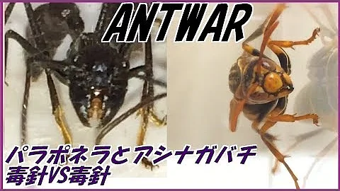 パラポネラ