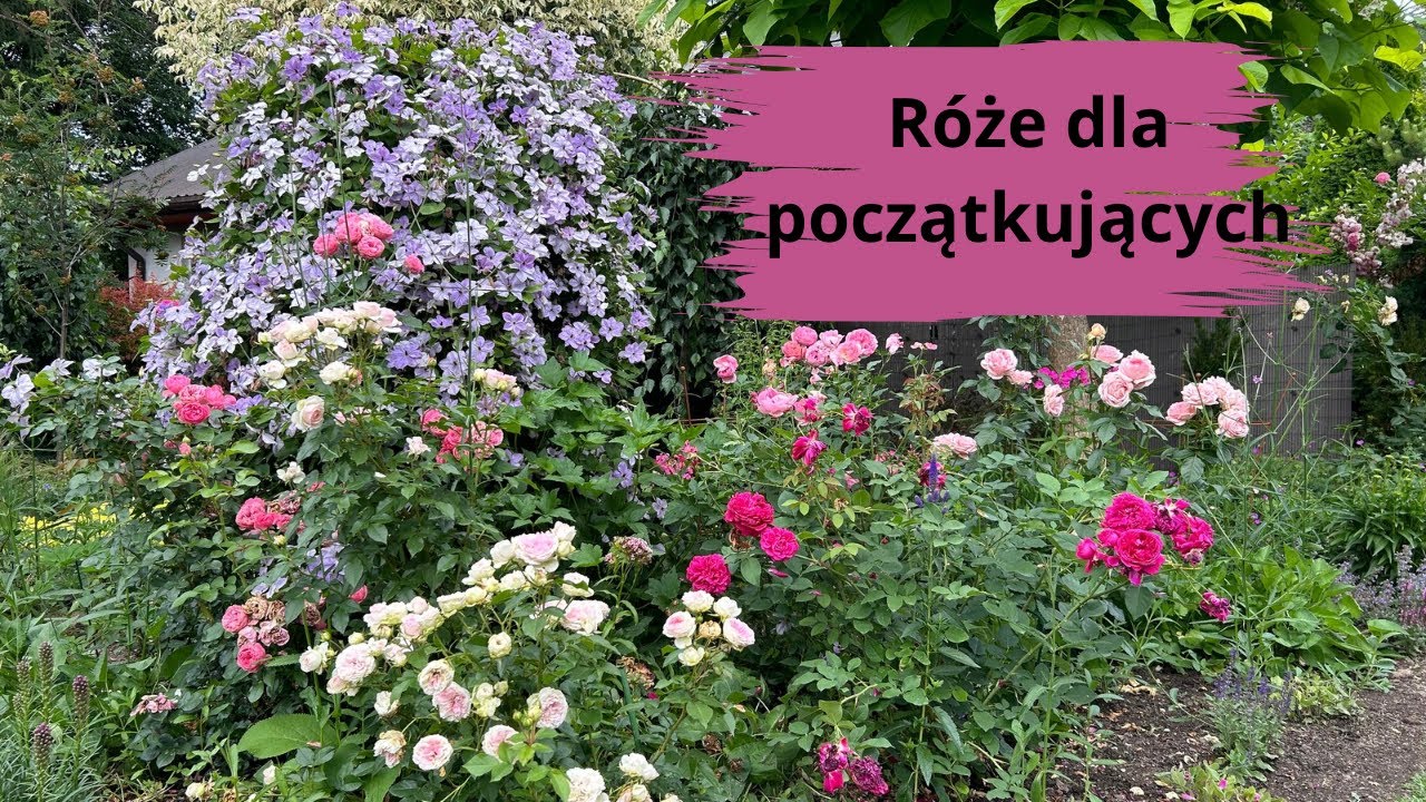🌹 Róże dla początkujących.