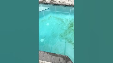 🦠 Some Stubborn Algae 🐥💦 #onlypools #poolcleaning #algae #algecleanup #smile #scrubdaddy