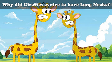 Why did Giraffes evolve to have Long Necks? + more videos | #aumsum #kids #cartoon #science
