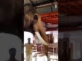 #elephant #eforelephant #ilayaraja #spbalasubrahmanyam #chitra #tamilsong -🌹🌹🌹