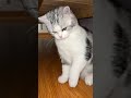 Catty wants to play #catty #cat #catvideos #animalvideos #catlife #kitten