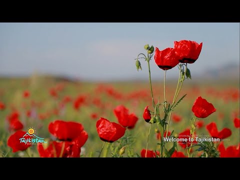 Видео: Красочные тюльпаны способны осветить самые сумрачные дни-зажечь печальные глаза искренним счастьем