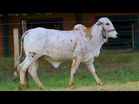 Lote 44 - RBBG1089