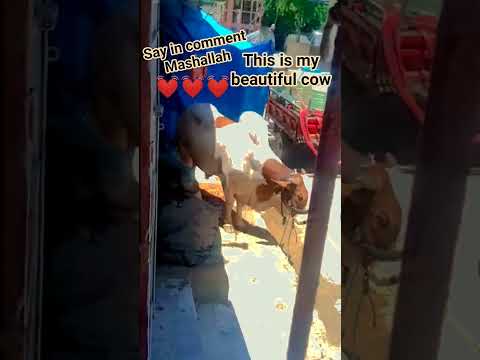 funny contents for you