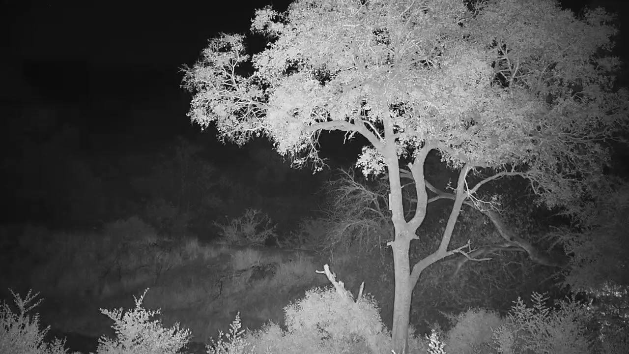 camera iphone 8 plus apk Djuma Leopard-Hosana male sleeping as the night goes on-Pt:2 - 19:41- 06/15/19