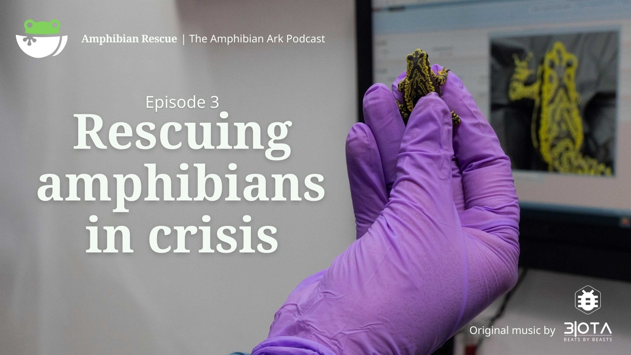 Rescuing Amphibians In Crisis with Dr. Bob Lacy & Jonathan Wilcken