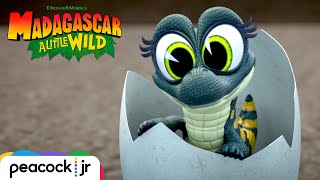 Ant'ney's Baby Alligator | MADAGASCAR A LITTLE WILD
