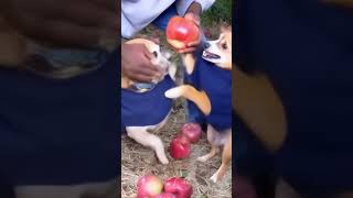 Ai apple dog meme