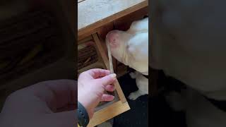 Dog Loves To Select Its Own Treat