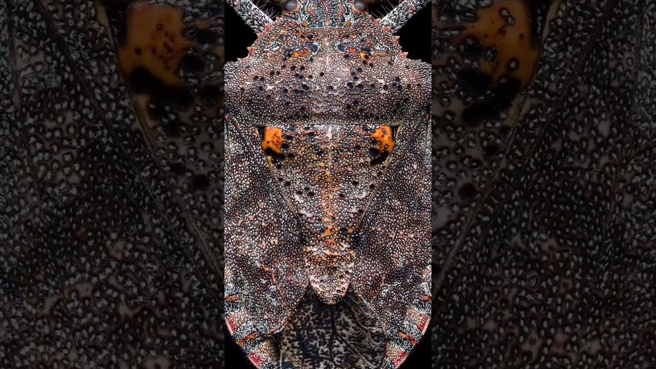 Beautiful Macro Photography