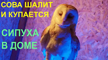 Сова шалит, купается и ругается - озорная сипуха Тютелька