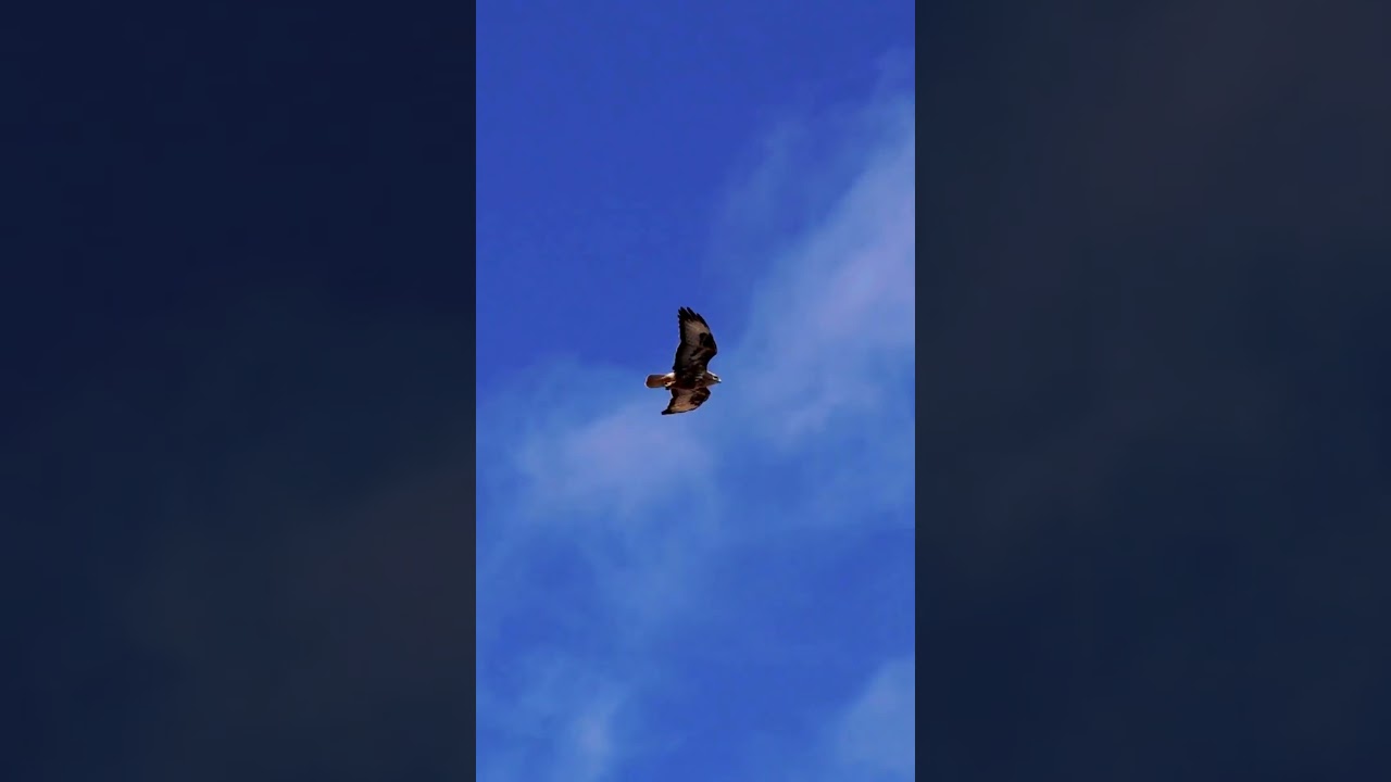 💙🕊 Soft Chill Organic Ambient【Полет Души】Flight of the Soul