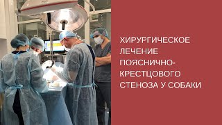 Хирургическое лечение пояснично-крестцового стеноза у собаки