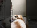 Guinea Pig Karate Kicks His Friend 😭🐹