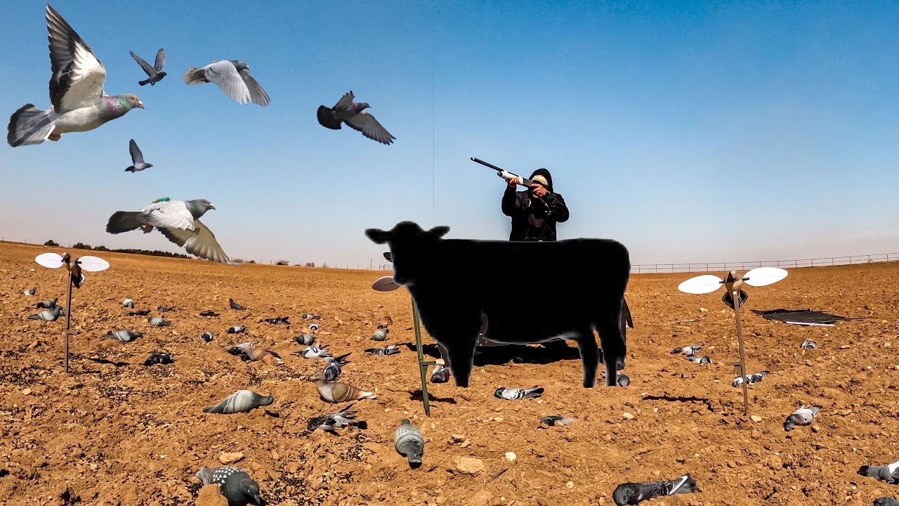 WILL IT WORK? SOLO COW BLIND PIGEON HUNT!