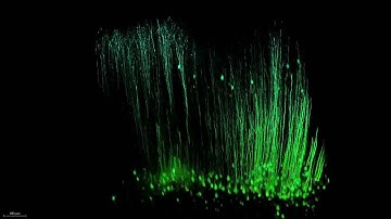 Thy1 YFP mouse brain treated with CLARITY