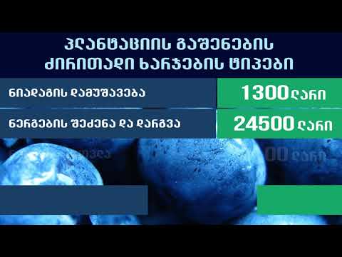 ლურჯი მოცვი